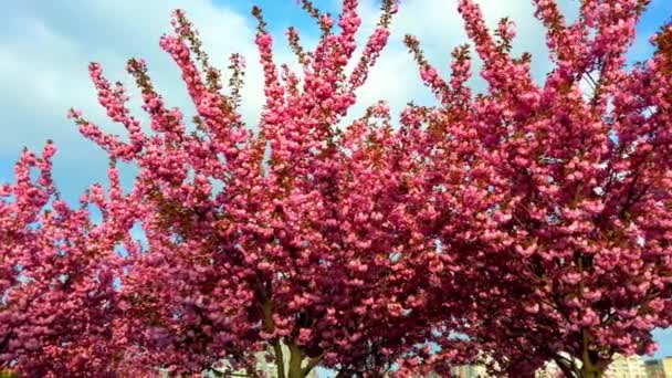 Rosafarbene Blüten Auf Den Bäumen Der Blühenden Sakura Kirschblüte — Stockvideo