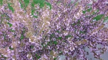Çiçek açan Sakura ağaçlarındaki pembe çiçeklerin üzerinde uçan bir dron görüntüsü. Kiraz çiçeği..
