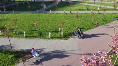 LVIV, UKRAINE - 15 Mayıs 2021: Çiçek açan Sakura ağaçlarındaki pembe çiçeklerin üzerinde uçan bir dron görüntüsü. Kiraz çiçeği..