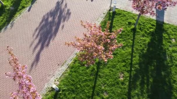 桜の木の上を飛ぶピンクの花の空中ドローンの景色 — ストック動画