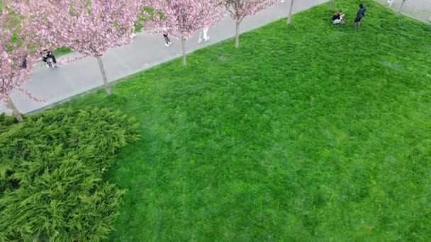Aerial Drone View Flying Pink Flowers Trees Flowering Sakura Cherry — Stock Video