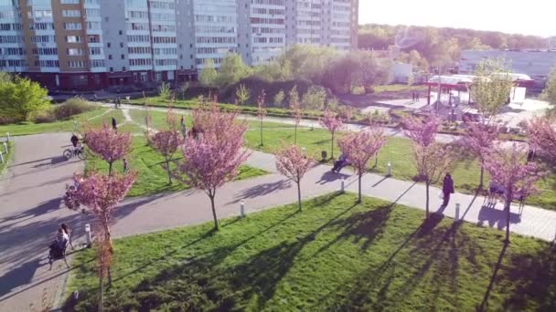 Vista Aérea Drone Voo Sobre Flores Cor Rosa Nas Árvores — Vídeo de Stock