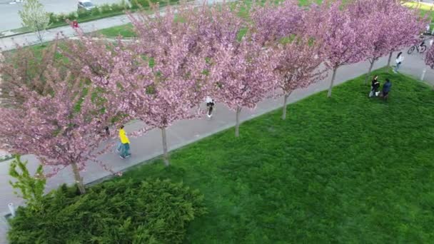 Flygdrönare Utsikt Över Flygande Över Rosa Blommorna Träden Blommande Sakura — Stockvideo