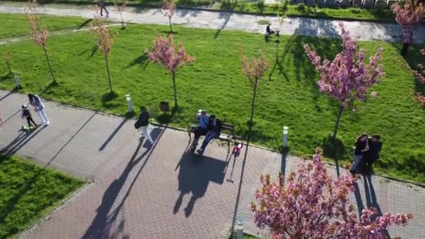 Lviv Ukraine May 2021 드론으로 사쿠라의 분홍색 비행하는 — 비디오