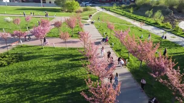 Lviv Ukraine Maj 2021 Flygdrönare Syn Flyger Över Rosa Blommorna — Stockvideo