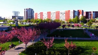 Çiçek açan Sakura ağaçlarındaki pembe çiçeklerin üzerinde uçan bir dron görüntüsü. Kiraz çiçeği..