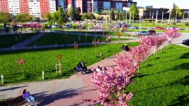 LVIV, UKRAINE - 15 Mayıs 2021: Çiçek açan Sakura ağaçlarındaki pembe çiçeklerin üzerinde uçan bir dron görüntüsü. Kiraz çiçeği..