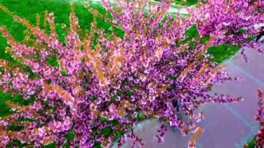 Çiçek açan Sakura ağaçlarındaki pembe çiçeklerin üzerinde uçan bir dron görüntüsü. Kiraz çiçeği..