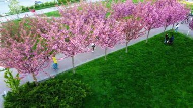 Çiçek açan Sakura ağaçlarındaki pembe çiçeklerin üzerinde uçan bir dron görüntüsü. Kiraz çiçeği..