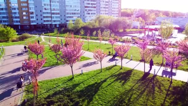 Vue Aérienne Drone Survolant Les Fleurs Roses Sur Les Arbres — Video