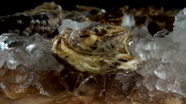 Oysters Ice Rotating Board — Stock Video