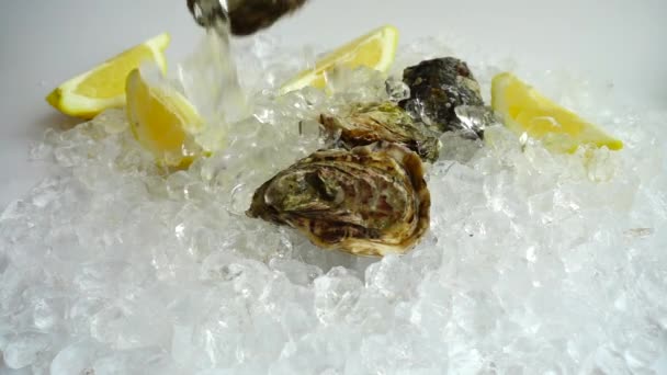 Vallen Oesters Het Ijs Langzame Beweging — Stockvideo