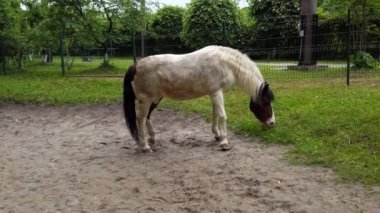 At ot yiyor. Yazın çekim..