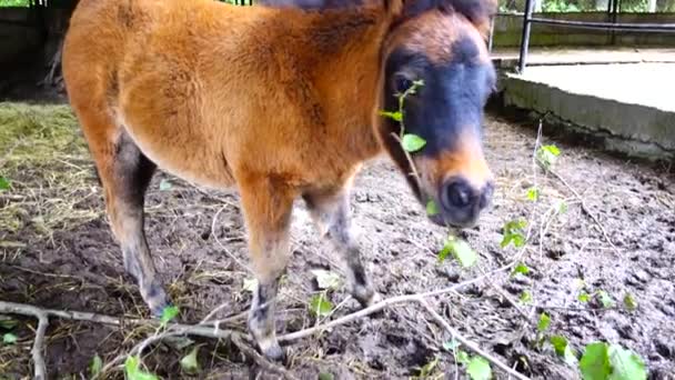 Bebé Caballo Pony Paddock — Vídeos de Stock