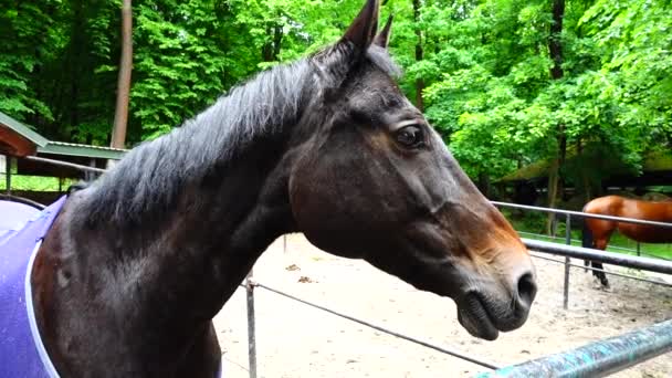 パドックの馬だ クローズアップ撮影 — ストック動画
