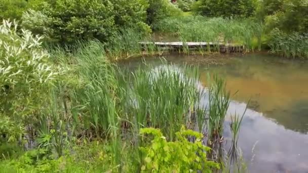 Floresta Lago Contra Fundo Arbustos Árvores — Vídeo de Stock