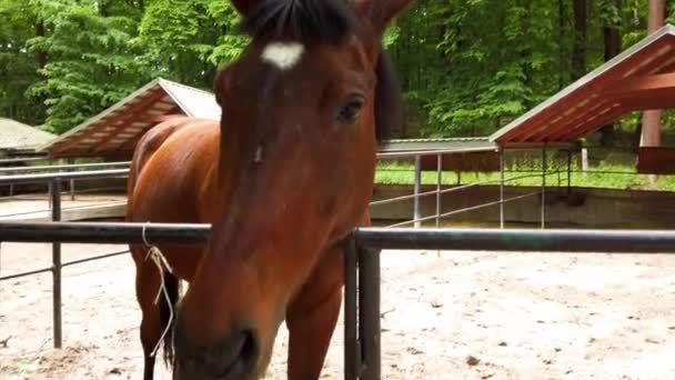 Άλογα Στη Μάντρα Κοντινό Πλάνο — Αρχείο Βίντεο