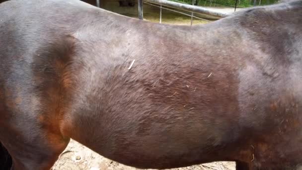 Caballos Paddock Disparos Cerca — Vídeo de stock