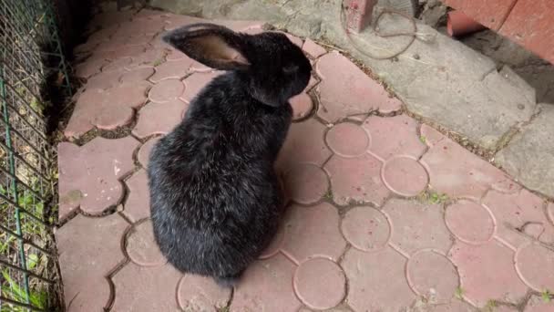 Dekorativa Kaniner Fotografering Sommaren — Stockvideo