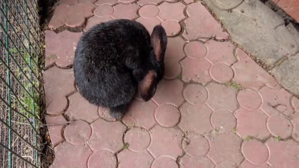 Dekoratif Tavşanlar Yazın Çekim — Stok video