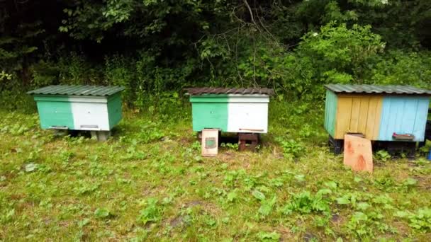 Bienenstock Bienenstöcke Auf Einer Waldlichtung — Stockvideo