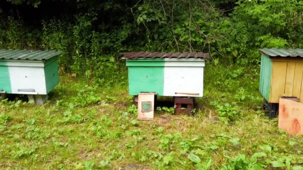 Bienenstock Bienenstöcke Auf Einer Waldlichtung — Stockvideo