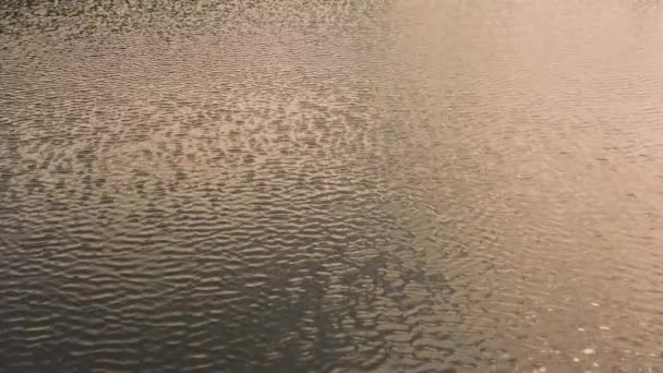 Ripples Water Reflection Sun Rays — Stock Video