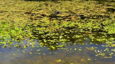 Su zambağı göletin yüzeyinde.