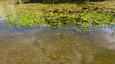 Su zambağı göletin yüzeyinde.