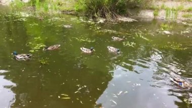 Göletteki vahşi ördekler.