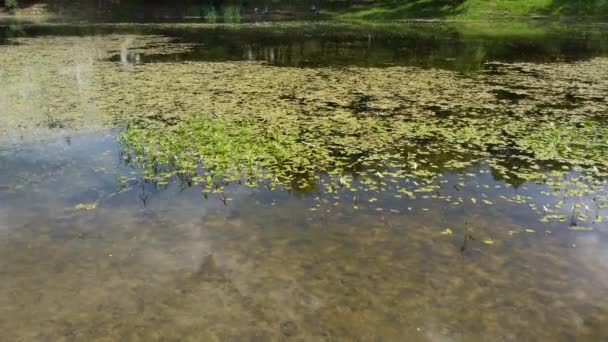 Seerose Auf Der Teichoberfläche — Stockvideo