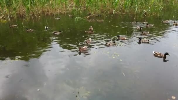 Дикие Утки Пруду — стоковое видео