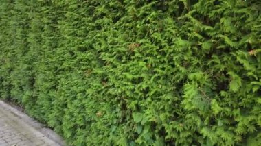 Thuja çalıları. Yazın çekim..