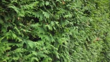 Thuja çalıları. Yazın çekim..