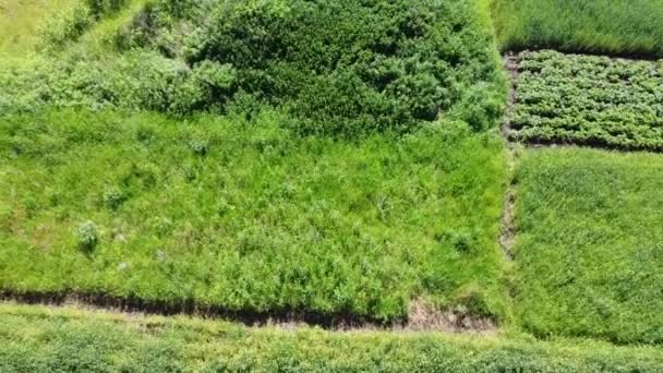 Luchtfoto Drone Uitzicht Een Vliegen Het Landelijke Agrarische Landschap — Stockvideo