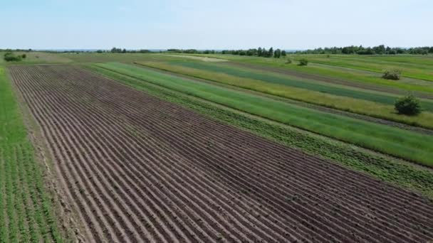 Vista Aérea Drone Voo Sobre Paisagem Agrícola Rural — Vídeo de Stock