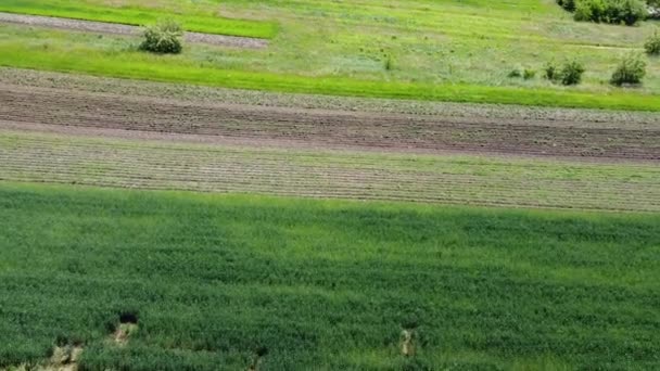 Drohnenaufnahme Eines Fluges Über Die Ländliche Agrarlandschaft — Stockvideo