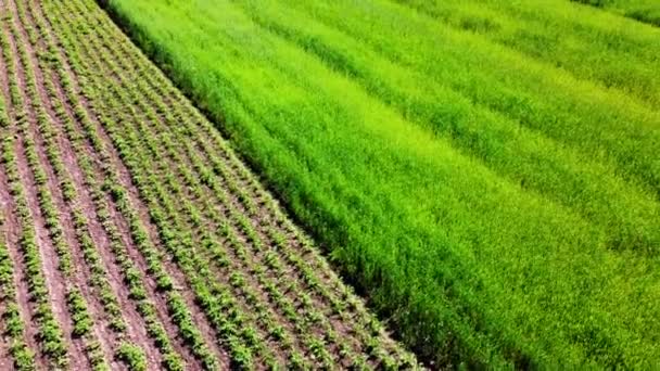 Drohnenaufnahme Eines Fluges Über Die Ländliche Agrarlandschaft — Stockvideo