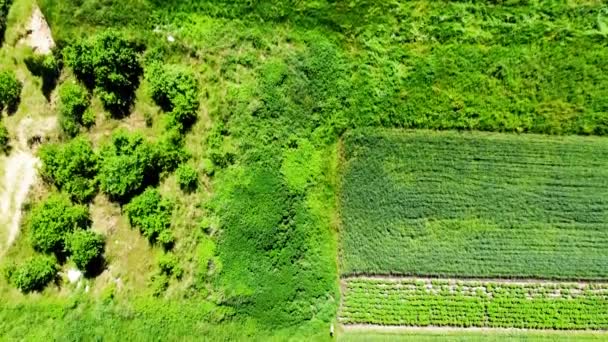 Veduta Aerea Drone Volo Sopra Paesaggio Agricolo Rurale — Video Stock