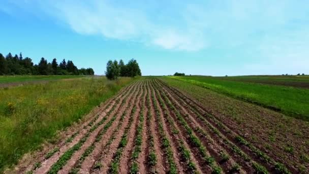 Vista Aérea Drone Voo Sobre Paisagem Agrícola Rural — Vídeo de Stock