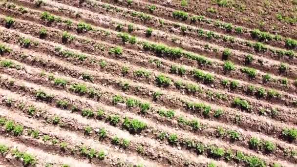 Vista Aérea Del Avión Tripulado Vuelo Sobre Paisaje Agrícola Rural — Vídeo de stock