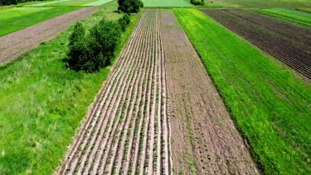 Widok Lotu Ptaka Nad Wiejskim Krajobrazem Rolniczym — Wideo stockowe