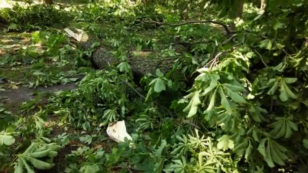 Árboles Talados Por Huracán Parque — Vídeo de stock