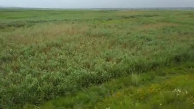 Kırsal alan. Tarım alanları. Ukrayna. Hareket halinde çekim.