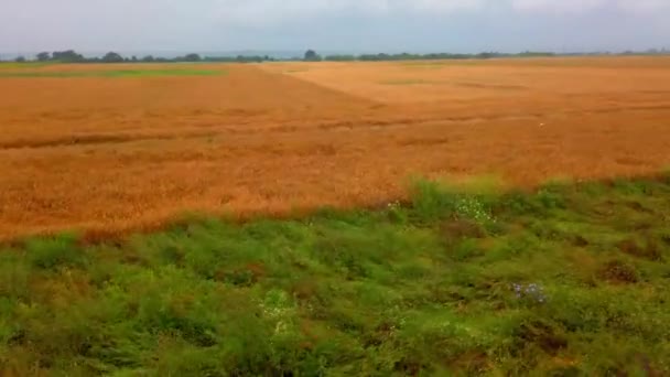 Сельский Пейзаж Сельскохозяйственные Поля Украина Стрельба Движении — стоковое видео