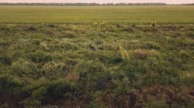 Kırsal alan. Tarım alanları. Ukrayna. Hareket halinde çekim.