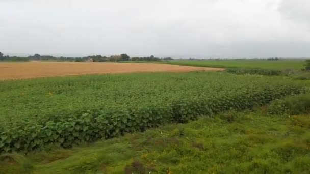 Kırsal Alan Tarım Alanları Ukrayna Hareket Halinde Çekim — Stok video
