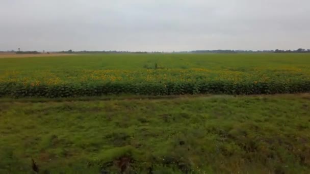田園風景 農業分野 ウクライナだ 動作中の撮影 — ストック動画