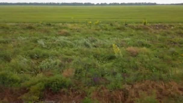 Paisaje Rural Campos Agrícolas Ucrania Disparos Movimiento — Vídeo de stock
