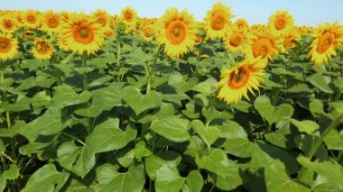 Tarımsal ayçiçeği tarlası. Yazın kırsalda çekim yapmak..